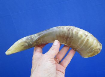 10 inches Polished Ram's Horn Shofar, Sheep Horn Shofar, War Horn -  Buy this one for $14.99