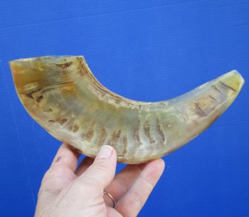 10 inches Polished Ram's Horn Shofar, Sheep Horn Shofar, War Horn -  Buy this one for $14.99