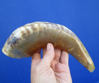 10 inches Polished Ram's Horn Shofar, Sheep Horn Shofar, War Horn -  Buy this one for $14.99