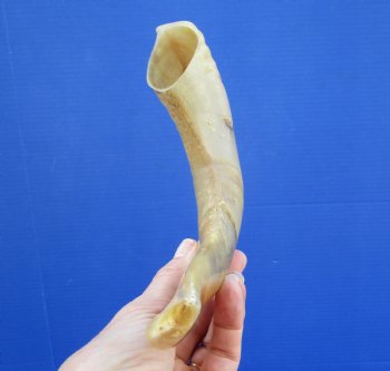 11 inches Polished Ram Horn Shofar, Sheep Horn Shofar, Blowing Horn -  Buy this one for $14.99