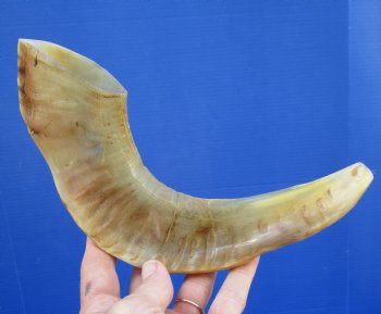 11 inches Polished Ram Horn Shofar, Sheep Horn Shofar, Blowing Horn -  Buy this one for $14.99