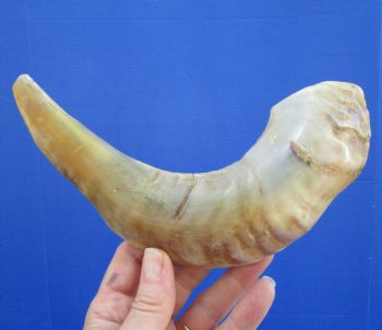 11 inches Polished Ram Horn Shofar, Sheep Horn Shofar, Blowing Horn -  Buy this one for $14.99