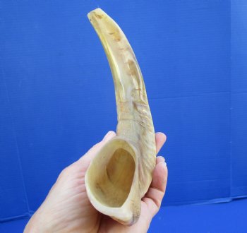 11 inches Polished Ram Horn Shofar, Sheep Horn Shofar, Blowing Horn -  Buy this one for $14.99