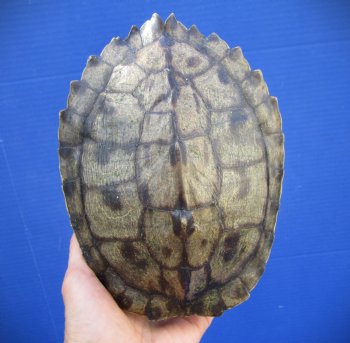 7 by 5-1/2 inches Authentic Map Turtle Shell - Buy this one for $19.99