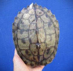 7 by 5-1/2 inches Authentic Map Turtle Shell - Buy this one for $19.99