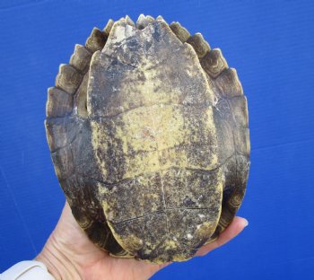 7 by 5-1/2 inches Authentic Map Turtle Shell - Buy this one for $19.99