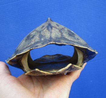 7 by 5-1/2 inches Authentic Map Turtle Shell - Buy this one for $19.99