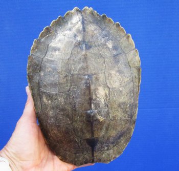 7-3/4 by 5-1/2 inches Large Empty Map Turtle Shell - Buy this one for $19.99