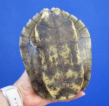 7-3/4 by 5-1/2 inches Large Empty Map Turtle Shell - Buy this one for $19.99