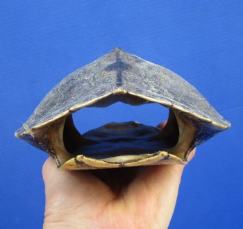 7-3/4 by 5-1/2 inches Large Empty Map Turtle Shell - Buy this one for $19.99