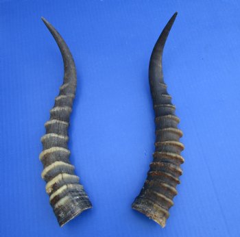 Two 13 inches Blesbok Horns for Sale (1 right, 1 left) for $15.00 each