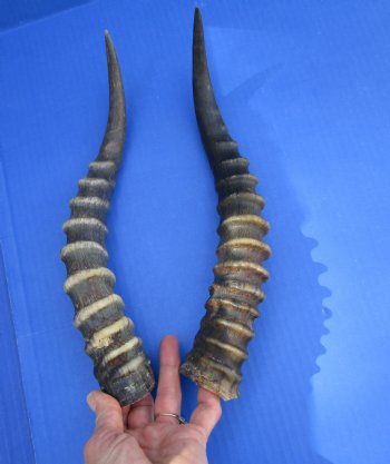 Two 13 inches Blesbok Horns for Sale (1 right, 1 left) for $15.00 each