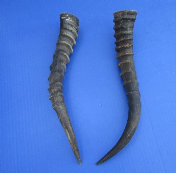 Two 13 inches Blesbok Horns for Sale (1 right, 1 left) for $15.00 each