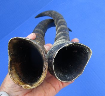 Two 13 inches Blesbok Horns for Sale (1 right, 1 left) for $15.00 each