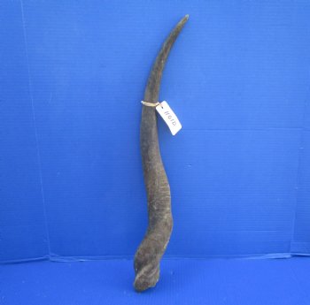 27 inches Natural Female Cow Eland Horn for Sale (24" Straight) - Buy this one for $31.99