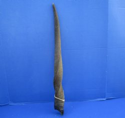 25 inches Natural Female Cow Eland Horn for Sale (24-1/2" Straight) - Buy this one for $31.99