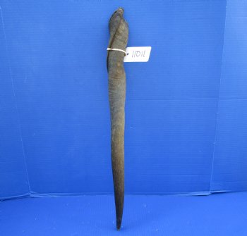 25 inches Natural Female Cow Eland Horn for Sale (24-1/2" Straight) - Buy this one for $31.99