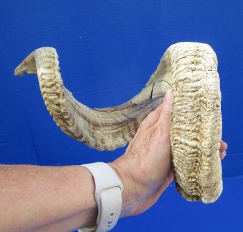 31 inches Extra Large African Ram, Sheep Horn for $30.99