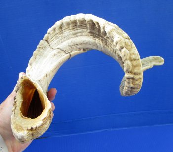 31 inches Extra Large African Ram, Sheep Horn for $30.99