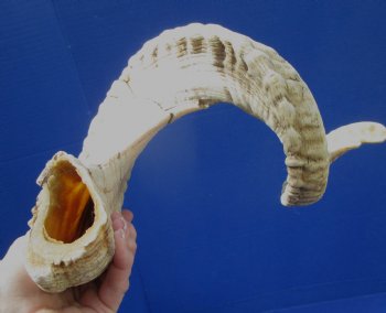 31 inches Extra Large African Ram, Sheep Horn for $30.99