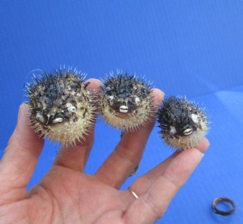 25 Authentic Dried Baby Porcupine Fish, Blowfish with Hanger,  Under 2-1/2 inches <font color=red> Has Very Sharp Spines</font>- $1.25 each 