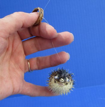 Small Dried Porcupine Fish, Blowfish with Hanger,  Under 2-1/2 inches <font color=red> Has Very Sharp Spines</font>- 25 @ $1.00 each 