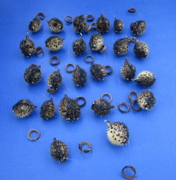 25 Authentic Dried Baby Porcupine Fish, Blowfish with Hanger,  Under 2-1/2 inches <font color=red> Has Very Sharp Spines</font>- $1.25 each 