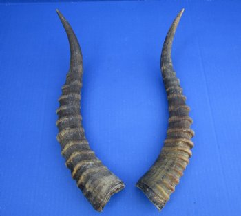 Two 14 inches Blesbok Horns for Sale (1 right, 1 left) for $15.00 each