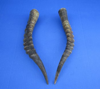 Two 14 inches Blesbok Horns for Sale (1 right, 1 left) for $15.00 each