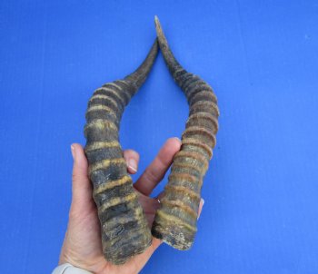 Two 14 inches Blesbok Horns for Sale (1 right, 1 left) for $15.00 each