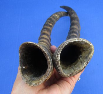 Two 14 inches Blesbok Horns for Sale (1 right, 1 left) for $15.00 each