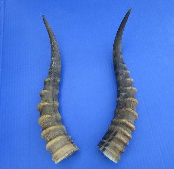 Two 13 inches Blesbok Horns for Sale (1 right, 1 left) for $15.00 each