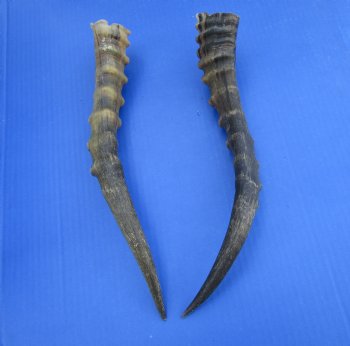 Two 13 inches Blesbok Horns for Sale (1 right, 1 left) for $15.00 each