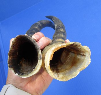 Two 13 inches Blesbok Horns for Sale (1 right, 1 left) for $15.00 each