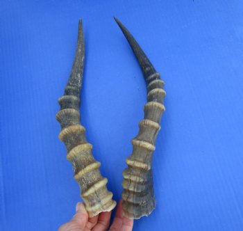 Two 13 inches Blesbok Horns for Sale (1 right, 1 left) for $15.00 each