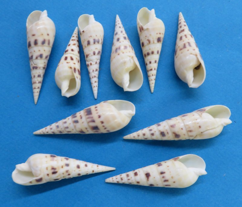 3 inches Terebra Maculata Auger Shells, Marlinspike Shells - $4.50 a dozen