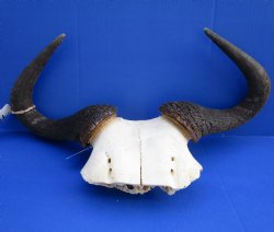 18 inches wide African Blue Wildebeest Skull Plate for Sale - Buy this one for $44.99