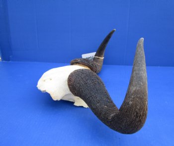 18 inches wide African Blue Wildebeest Skull Plate for Sale - Buy this one for $44.99