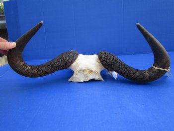 18 inches wide African Blue Wildebeest Skull Plate for Sale - Buy this one for $44.99