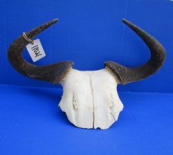 18-1/2 inches wide African Blue Wildebeest Skull Plate for Sale - Buy this one for $44.99