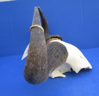 18-1/2 inches wide African Blue Wildebeest Skull Plate for Sale - Buy this one for $44.99