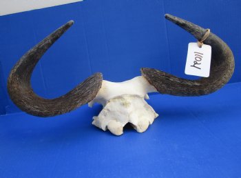 18-1/2 inches wide African Blue Wildebeest Skull Plate for Sale - Buy this one for $44.99