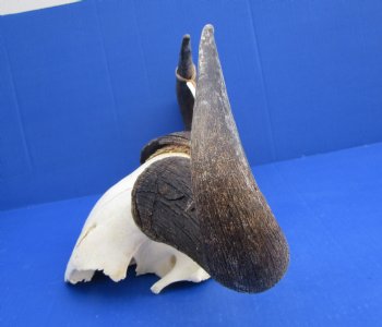 18-1/2 inches wide African Blue Wildebeest Skull Plate for Sale - Buy this one for $44.99