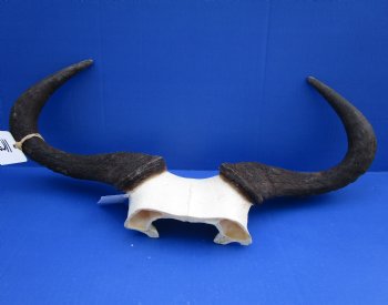 19 inches wide African Blue Wildebeest Skull Plate for Sale - Buy this one for $44.99