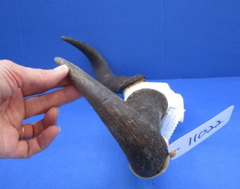 19 inches wide African Blue Wildebeest Skull Plate for Sale - Buy this one for $44.99