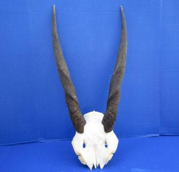 Female, Cow Eland Skull Plate with 25 inches Horns for $74.99