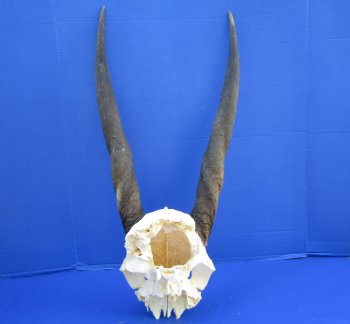 Female, Cow Eland Skull Plate with 25 inches Horns for $74.99