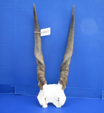 Female, Cow Eland Skull Plate with 23-1/2 inches Horns for $74.99