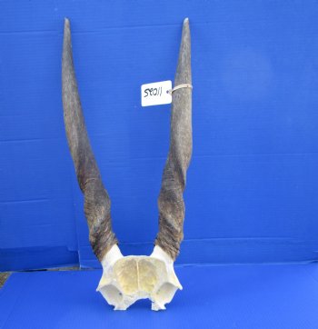 Female, Cow Eland Skull Plate with 23-1/2 inches Horns for $74.99