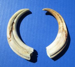 Two Small Warthog Tusks for Carving Ivory, 5-3/4 and 5-7/8 inches, 2.6 ounces - Buy these 2 for $10 each